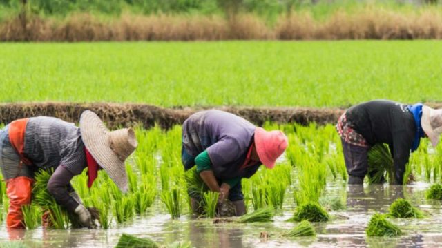 Rice farmers 1 640x360